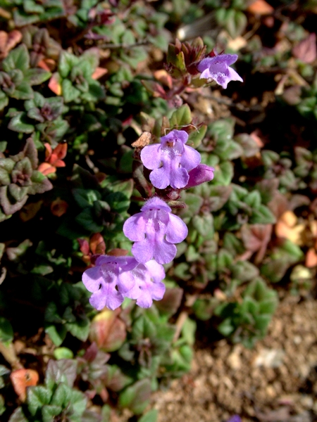 Acinos alpinus